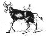 Wild bull (Antilope bubalis), Heb.TOA and TAO (Deut.14.5, Is.51.20)
